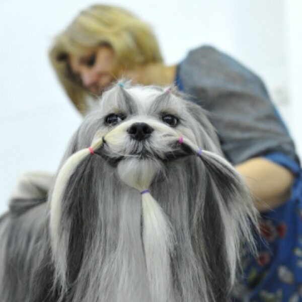 Выставка собак «Евразия»