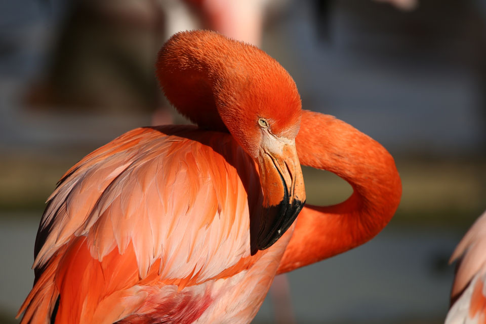 Открытие Московского зоопарка после ограничений с 8 июля 2021