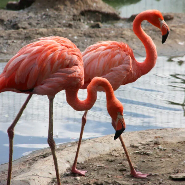 День рождения Московского зоопарка