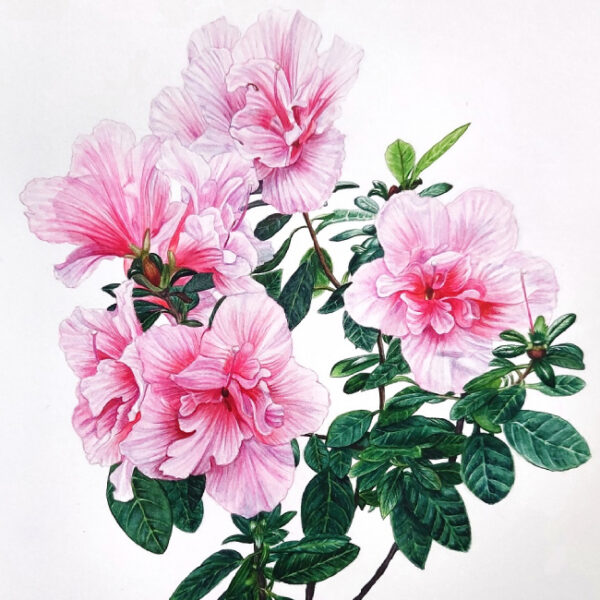 Выставка «Зимний цветок» в Аптекарском огороде