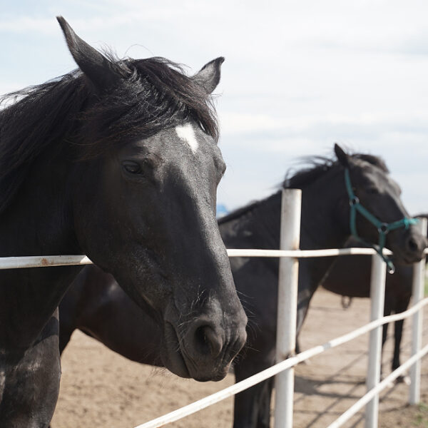 День лошади в Центре национальных конных традиций