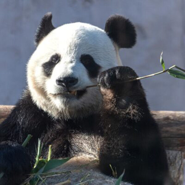 Выставка «Волшебный ветер из бамбуковой страны. Анималистика в восточной живописи Яны Передерниной» в Доме Клюева