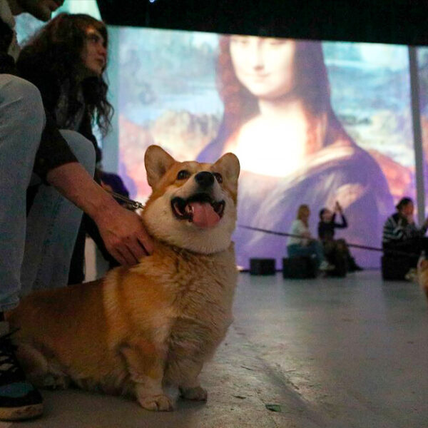 Pets Friendly Day в Artplay Media