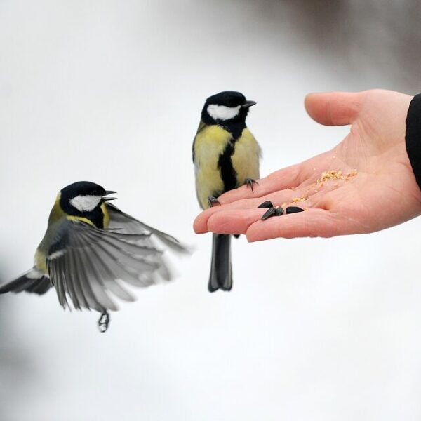 Праздник «Синичкин день»
