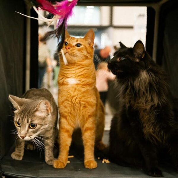 Благотворительный фестиваль «Путь домой»