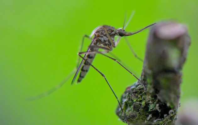 Укусы насекомых