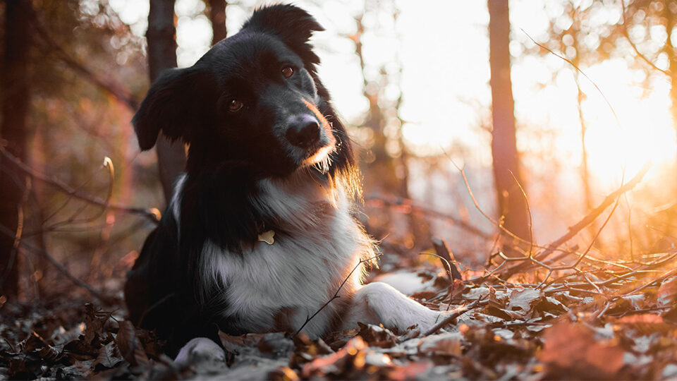 10 лучших капель для глаз собакам в 2025 году