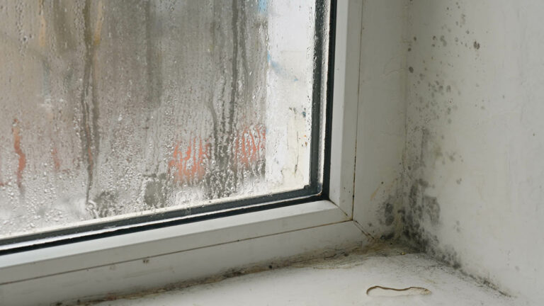 Как избавиться от плесени в квартире: пошаговая инструкция по ...