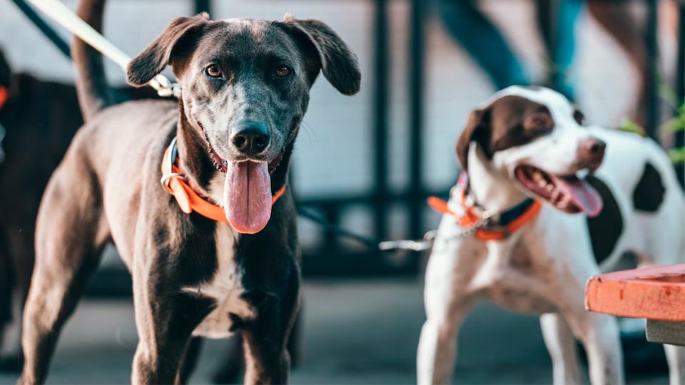 15 лучших пробиотиков для собак в 2025 году