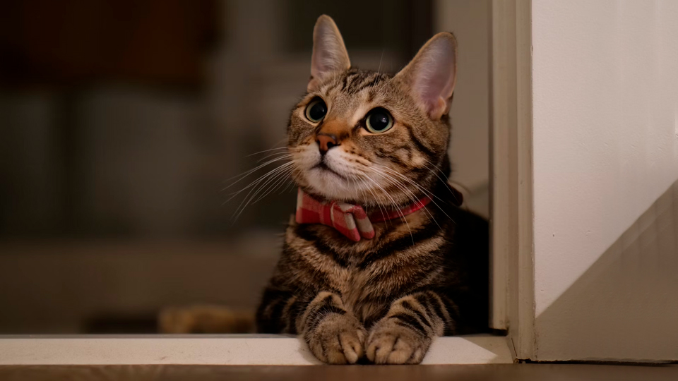 15 лучших вакцин для кошек в 2025 году