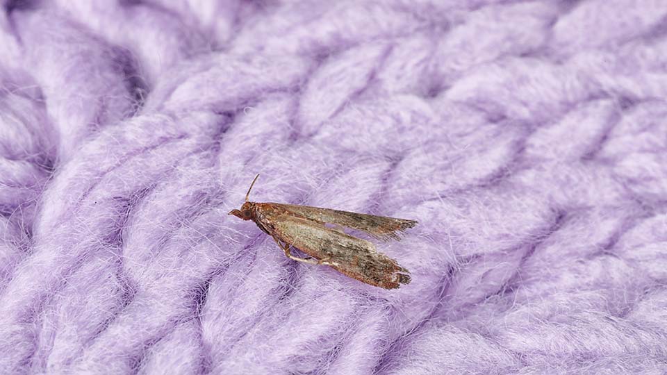 Как избавиться от моли в квартире раз и навсегда