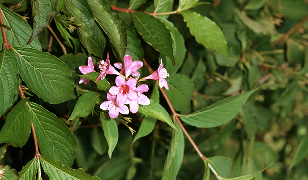 Weigela kvetoucí (Weigela florida)