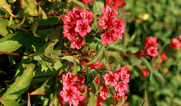 Weigela hybrid (Weigela hybrida)