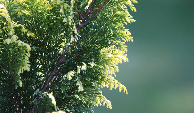 Кипарисовик горохоплодный