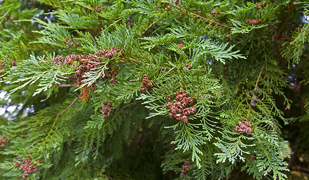 Кипарисовик Лавсона