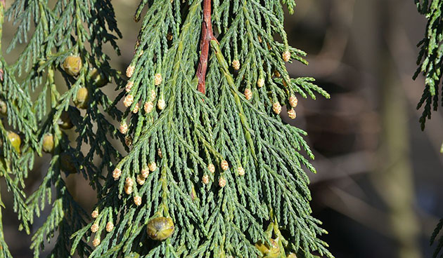 Кипарисовик нунтканский