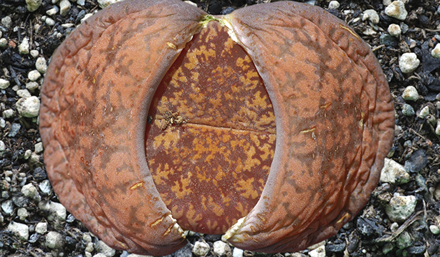 Литопс Бромфилда (Lithops bromfieldii)