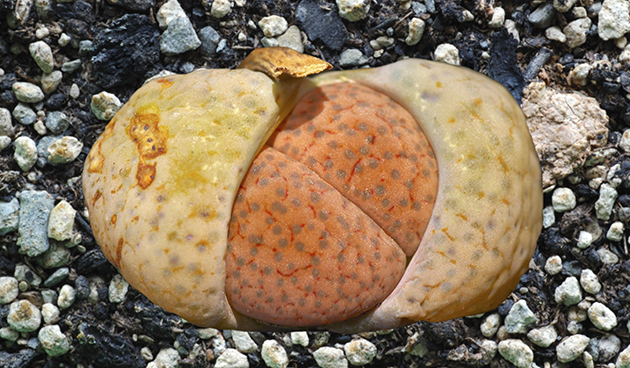 топс рыжеголовый (Lithops fulviceps)