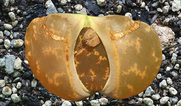 Литопс Лесли (Lithops lesliei)