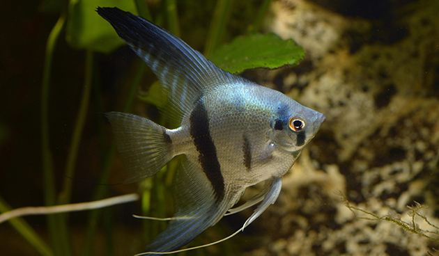 Рыбка скалярия