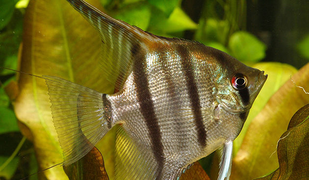 Рыбка скалярия