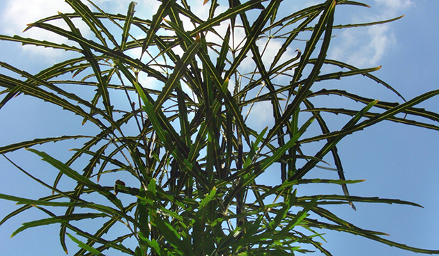 Шеффлера изящнейшая (Schefflera elegantissima)