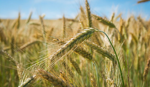 Рожь озимая