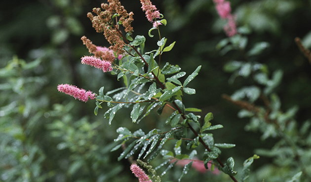 Спирея Дугласа (Spiraea douglasii)
