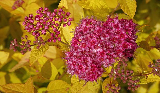 Спирея японская (Spiraea japonica)