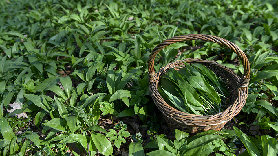 Черемша: польза и вред для организма