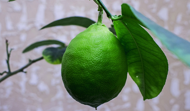 Комнатный лимон