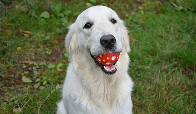 собака с мячом