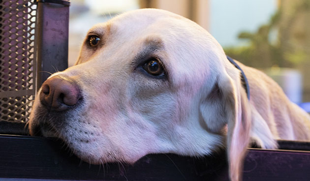 грустная собака