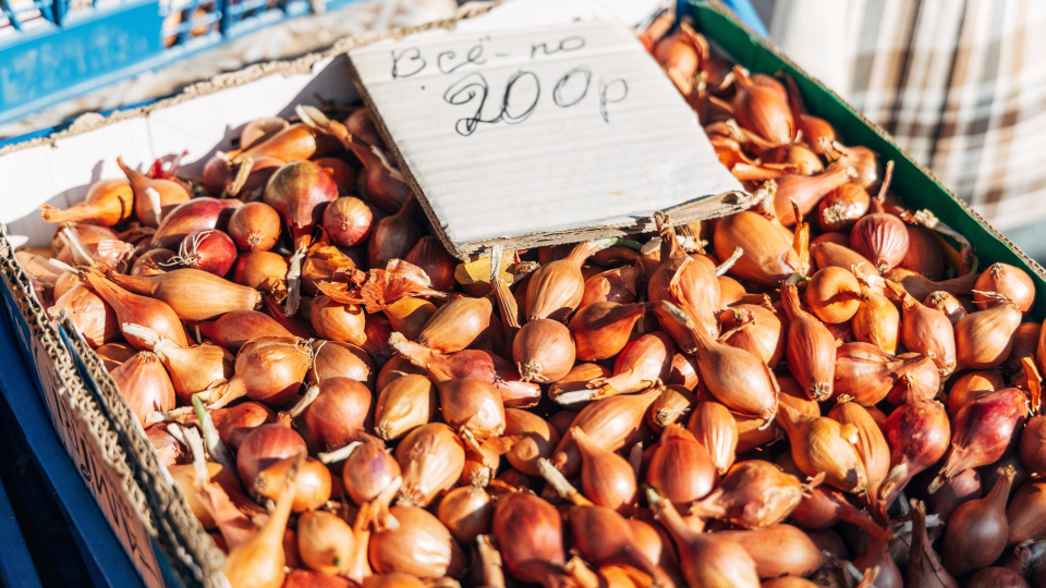 Посадка лука севка весной в открытый грунт