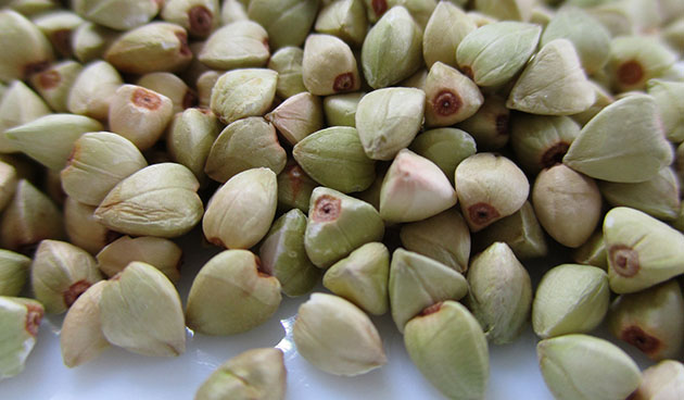 Зеленая гречка