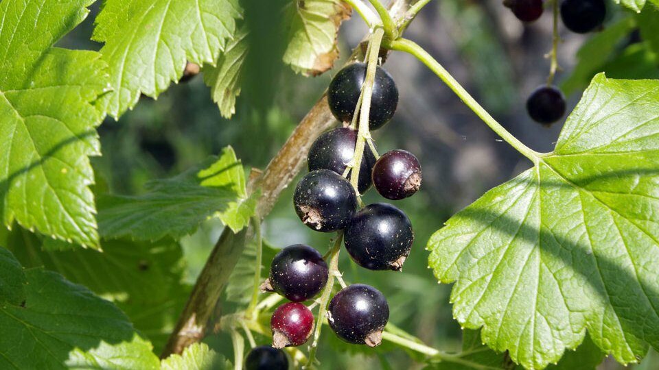 Подкормка смородины весной