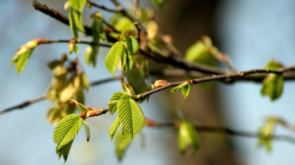 Работы в саду и огороде в апреле
