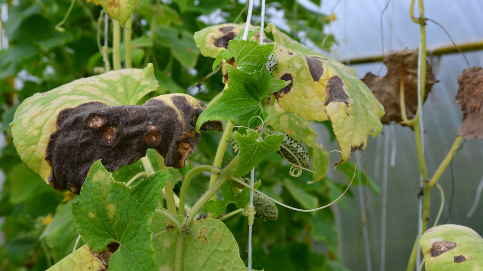 Проблемы с огурцами при выращивании