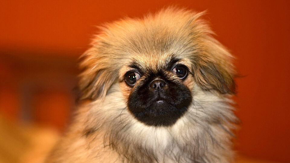 Пекинес собака