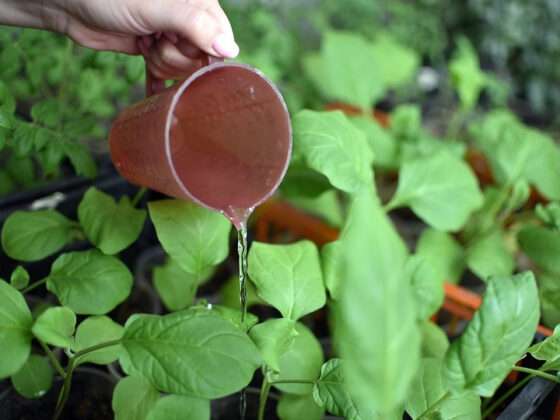 Что можно вырастить дома на подоконнике