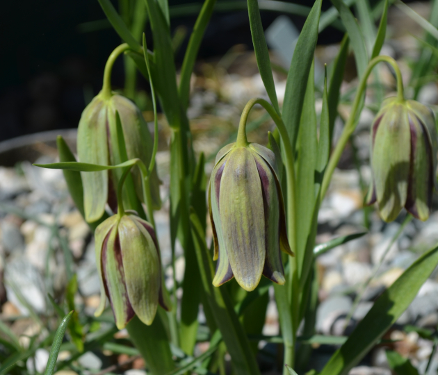 Рябчик аманский (Fritillaria amana)