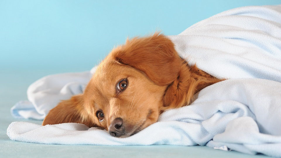 Наблюдение чахлости и потери аппетита