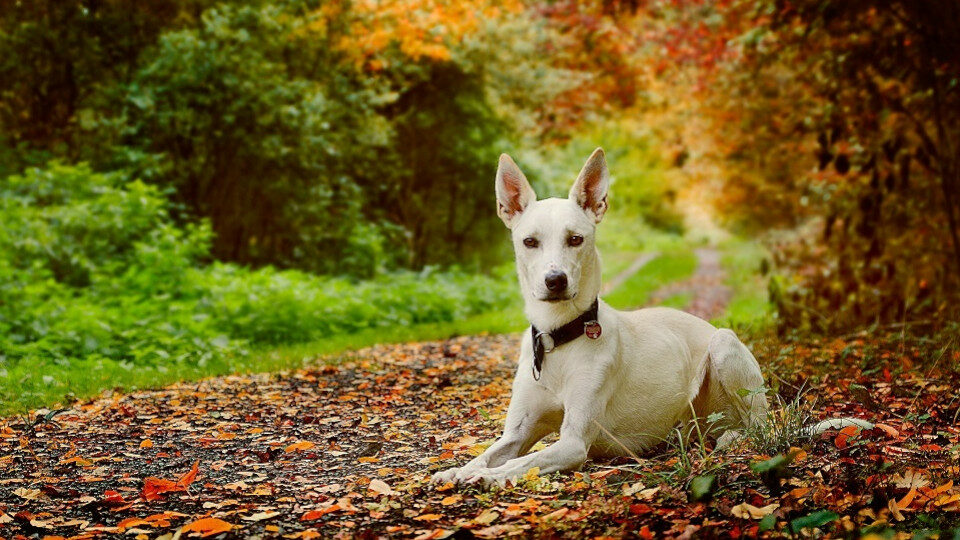Как повысить иммунитет собаке