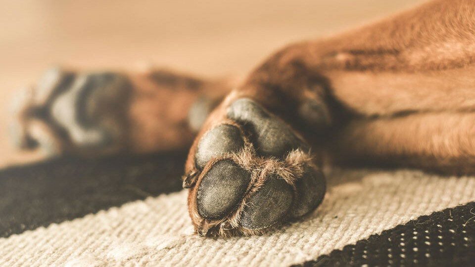 Защита лап собаки от реагентов