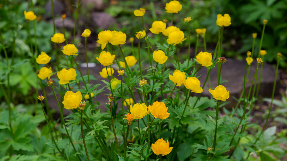 Купальница