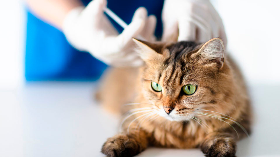 Как сделать укол кошке