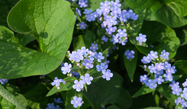 Бруннера крупнолистная