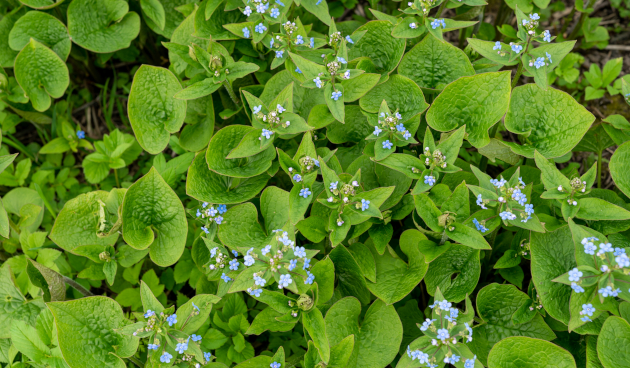 Бруннера сибирская