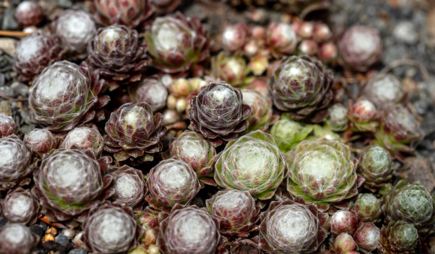 Виды молодило