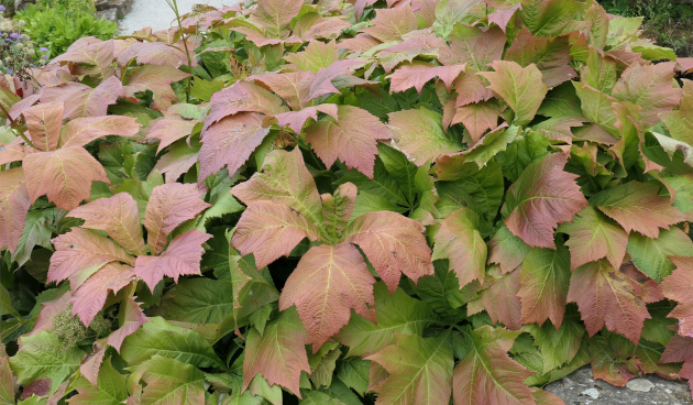 Роджерсия подофилловая